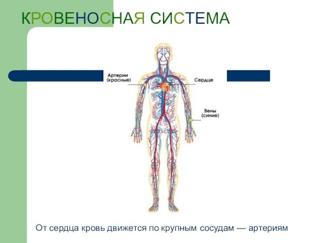 КРОВЕНОСНАЯ СИСТЕМА От сердца кровь движется по крупным сосудам — артериям