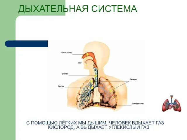 ДЫХАТЕЛЬНАЯ СИСТЕМА С ПОМОЩЬЮ ЛЁГКИХ МЫ ДЫШИМ, ЧЕЛОВЕК ВДЫХАЕТ ГАЗ КИСЛОРОД, А ВЫДЫХАЕТ УГЛЕКИСЛЫЙ ГАЗ