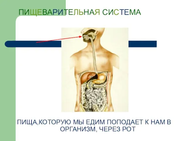 ПИЩЕВАРИТЕЛЬНАЯ СИСТЕМА ПИЩА,КОТОРУЮ МЫ ЕДИМ ПОПОДАЕТ К НАМ В ОРГАНИЗМ, ЧЕРЕЗ РОТ