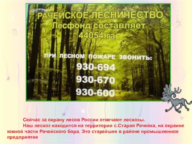Сейчас за охрану лесов России отвечают лесхозы. Наш лесхоз находится на территории