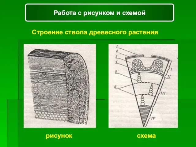 Работа с рисунком и схемой Строение ствола древесного растения рисунок схема