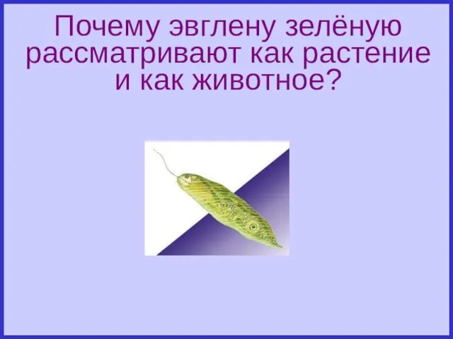 Почему эвглену зелёную рассматривают как растение и как животное? Проблемный вопрос