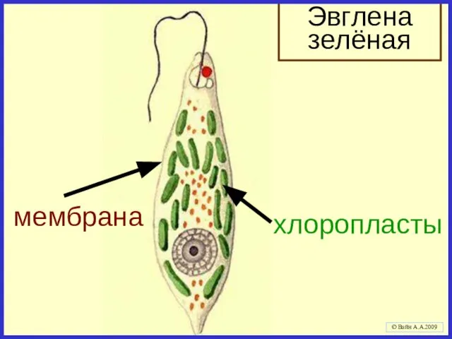 мембрана хлоропласты Эвглена зелёная © Вайн А.А.2009