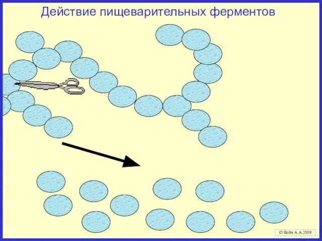 Действие пищеварительных ферментов © Вайн А.А.2009