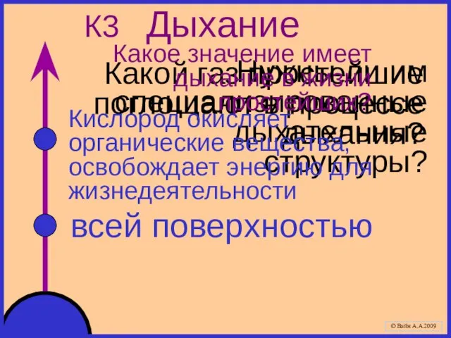 К3 Дыхание Какой газ простейшие поглощают в процессе дыхания? Нужны ли им