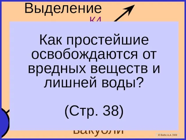 © Вайн А.А.2009 сократительные вакуоли Выделение К4 через мембрану Как простейшие освобождаются