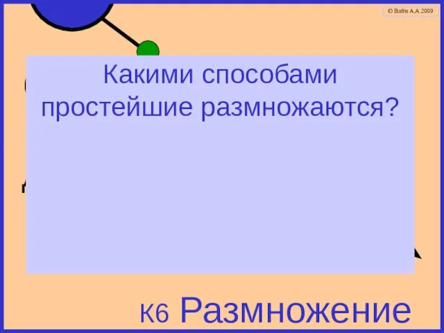 К6 Размножение бесполое: простое деление половое (у некоторых) Какими способами простейшие размножаются? © Вайн А.А.2009