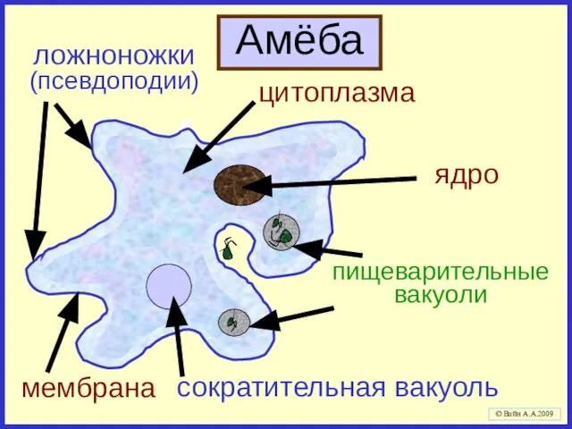 Амёба мембрана ядро цитоплазма сократительная вакуоль ложноножки (псевдоподии) пищеварительные вакуоли © Вайн