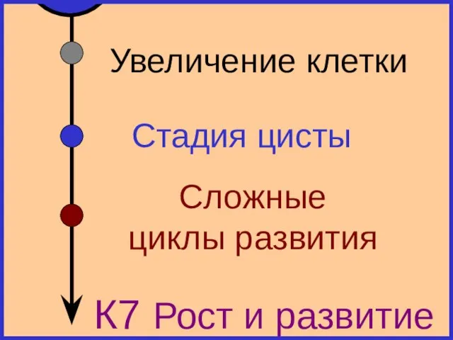 К7 Рост и развитие Увеличение клетки Стадия цисты Сложные циклы развития