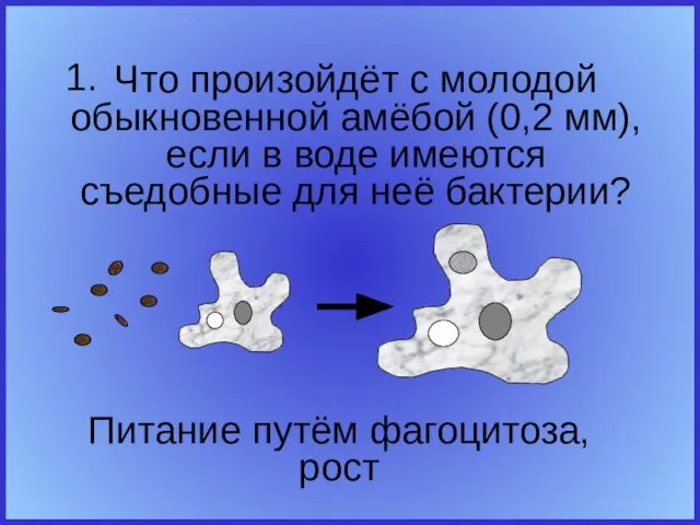 Что произойдёт с молодой обыкновенной амёбой (0,2 мм), если в воде имеются