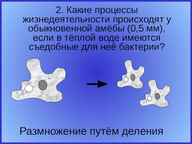 2. Какие процессы жизнедеятельности происходят у обыкновенной амёбы (0,5 мм), если в