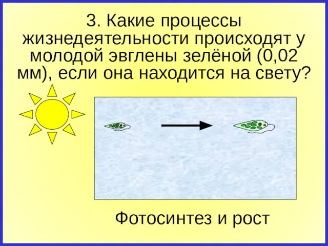 3. Какие процессы жизнедеятельности происходят у молодой эвглены зелёной (0,02 мм), если