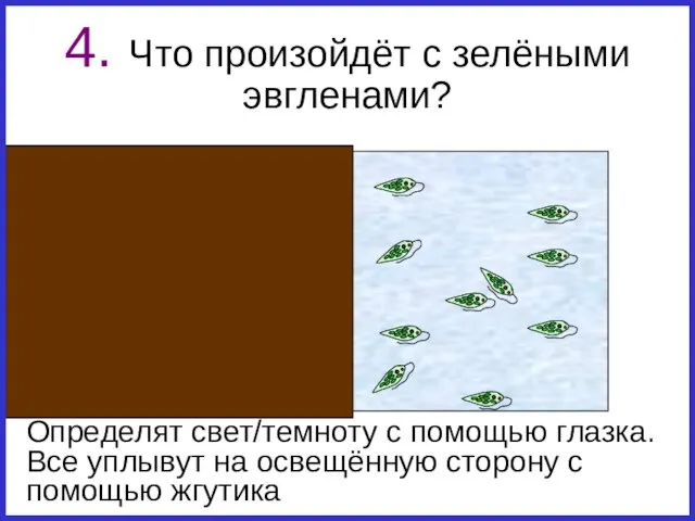 4. Что произойдёт с зелёными эвгленами? Определят свет/темноту с помощью глазка. Все