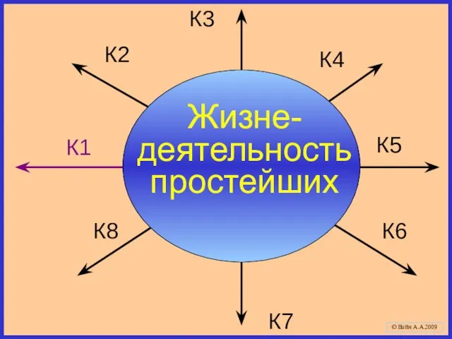 Жизне-деятельность простейших Скелет логико-смысловой модели © Вайн А.А.2009