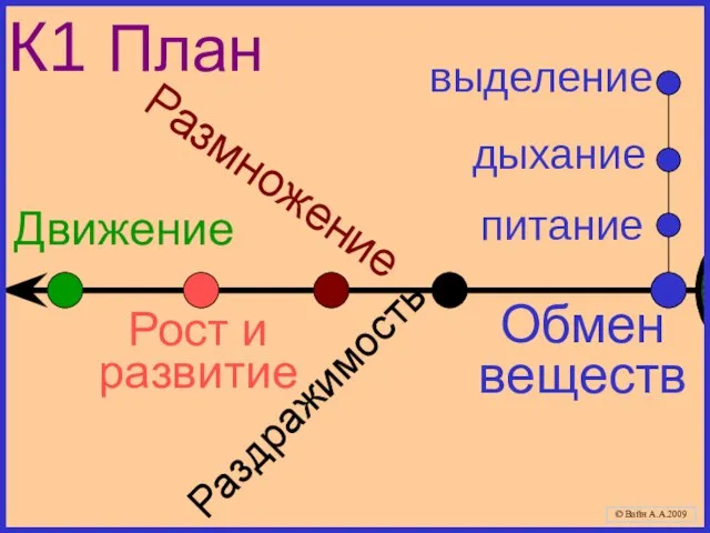 К1 План Раздражимость питание Размножение Обмен веществ дыхание выделение Рост и развитие Движение © Вайн А.А.2009