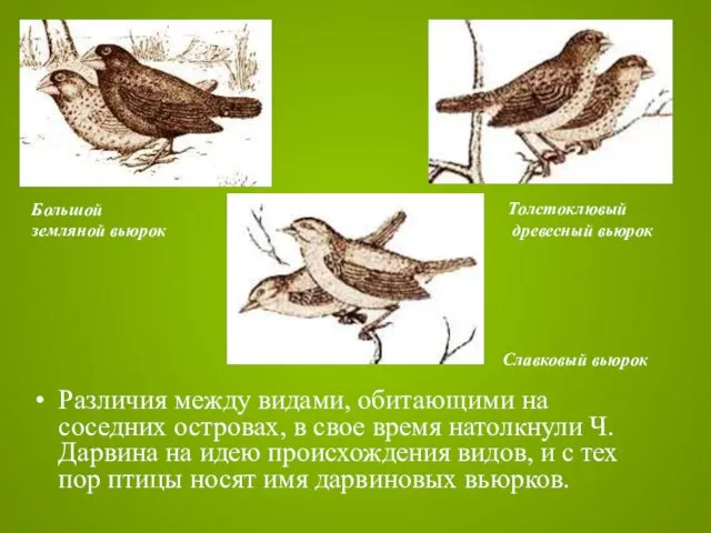 Различия между видами, обитающими на соседних островах, в свое время натолкнули Ч.