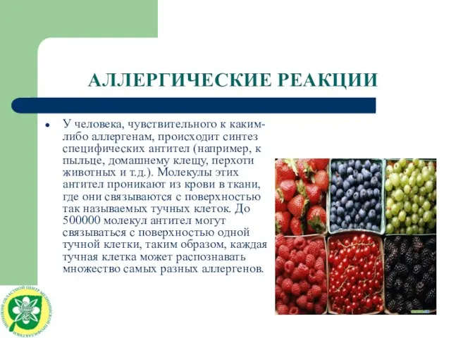 АЛЛЕРГИЧЕСКИЕ РЕАКЦИИ У человека, чувствительного к каким-либо аллергенам, происходит синтез специфических антител