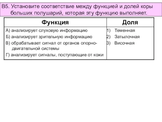 В5. Установите соответствие между функцией и долей коры больших полушарий, которая эту функцию выполняет.