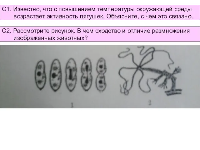 С1. Известно, что с повышением температуры окружающей среды возрастает активность лягушек. Объясните,