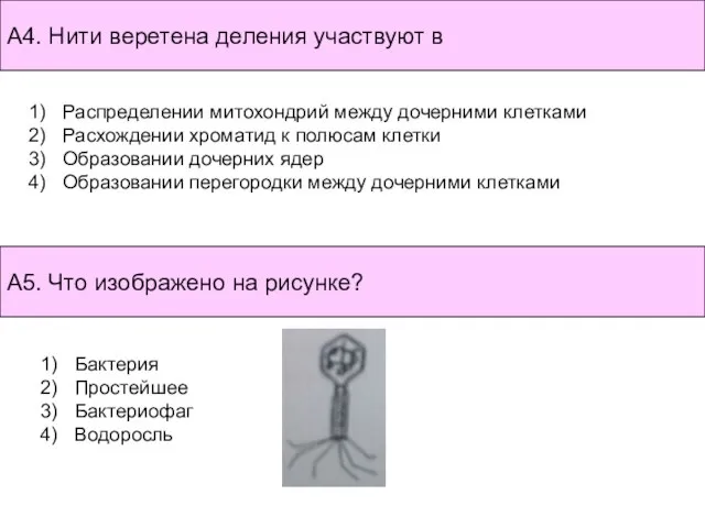 Бактерия Простейшее Бактериофаг Водоросль Распределении митохондрий между дочерними клетками Расхождении хроматид к