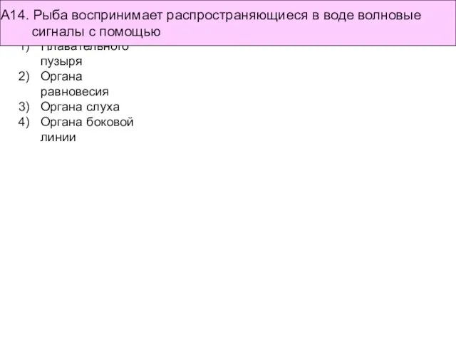 Плавательного пузыря Органа равновесия Органа слуха Органа боковой линии А14. Рыба воспринимает