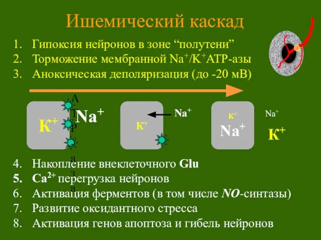 Гипоксия нейронов в зоне “полутени” Торможение мембранной Na+/K+ATP-азы Аноксическая деполяризация (до -20