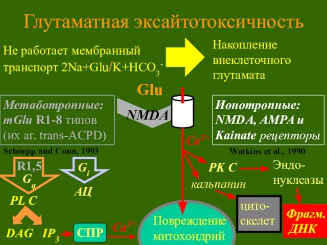 Глутаматная эксайтотоксичность Не работает мембранный транспорт 2Na+Glu/K+HCO3- Glu NMDA Ca2+ Метаботропные: mGlu
