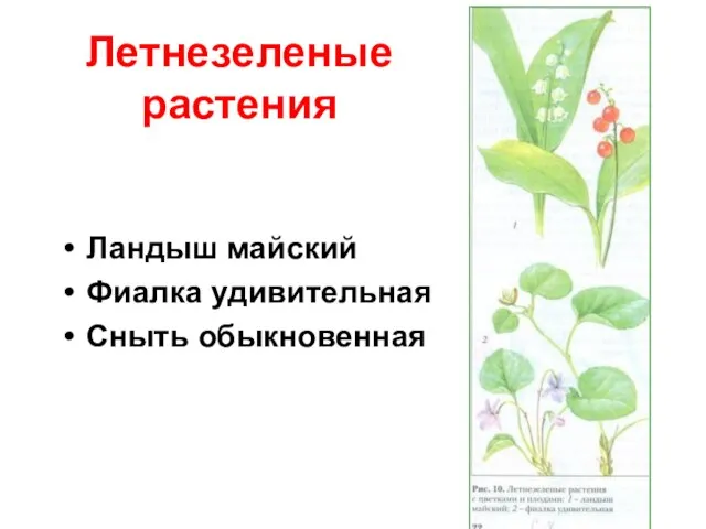 Летнезеленые растения Ландыш майский Фиалка удивительная Сныть обыкновенная