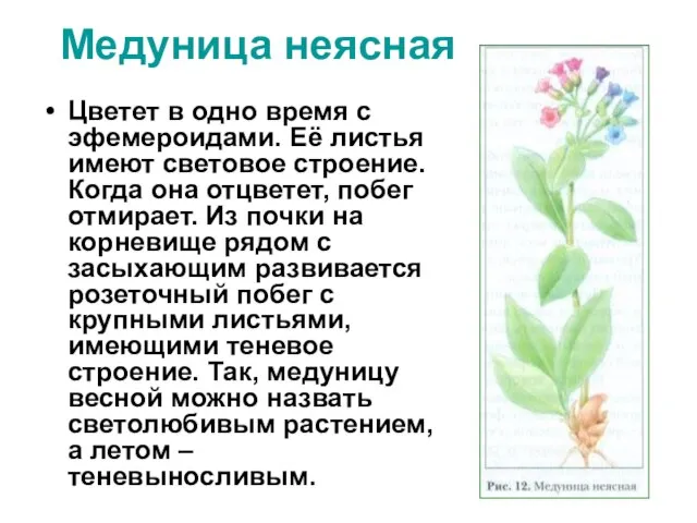 Медуница неясная Цветет в одно время с эфемероидами. Её листья имеют световое