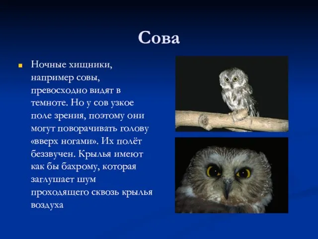 Сова Ночные хищники, например совы, превосходно видят в темноте. Но у сов