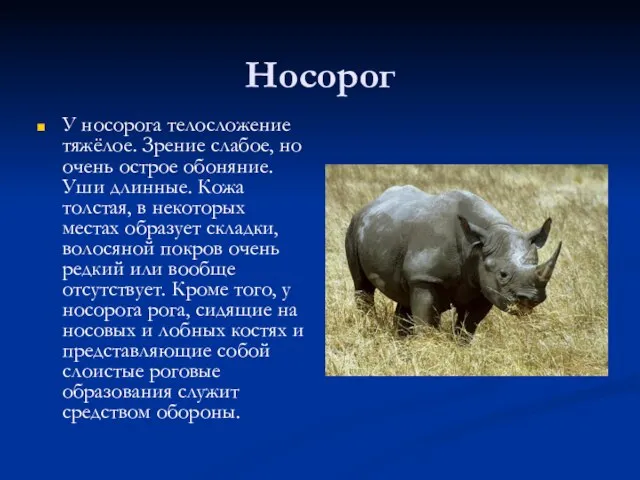 Носорог У носорога телосложение тяжёлое. Зрение слабое, но очень острое обоняние. Уши