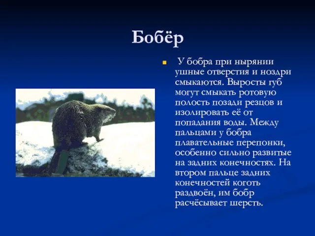 Бобёр У бобра при нырянии ушные отверстия и ноздри смыкаются. Выросты губ