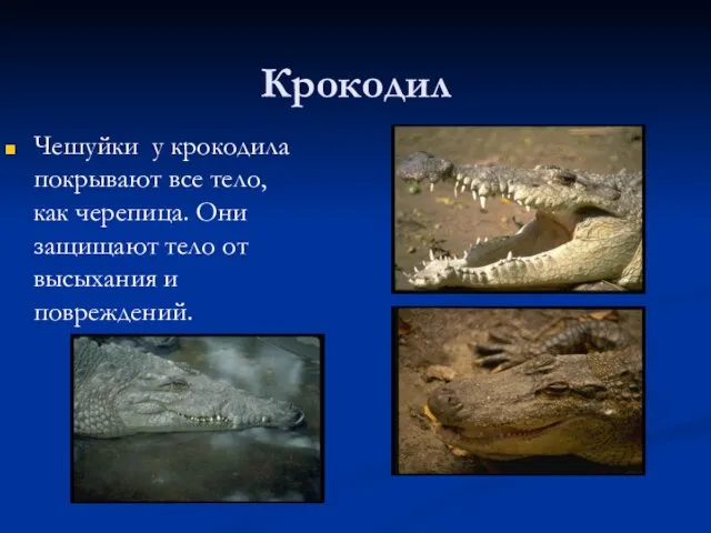 Крокодил Чешуйки у крокодила покрывают все тело, как черепица. Они защищают тело от высыхания и повреждений.