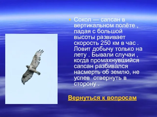 Сокол — сапсан в вертикальном полёте , падая с большой высоты развивает