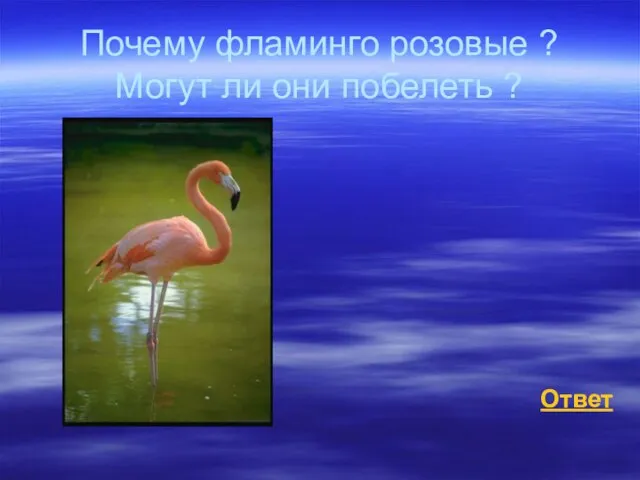 Почему фламинго розовые ? Могут ли они побелеть ? Ответ