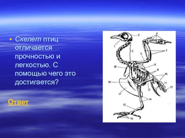 Скелет птиц отличается прочностью и легкостью. С помощью чего это достигается? Ответ