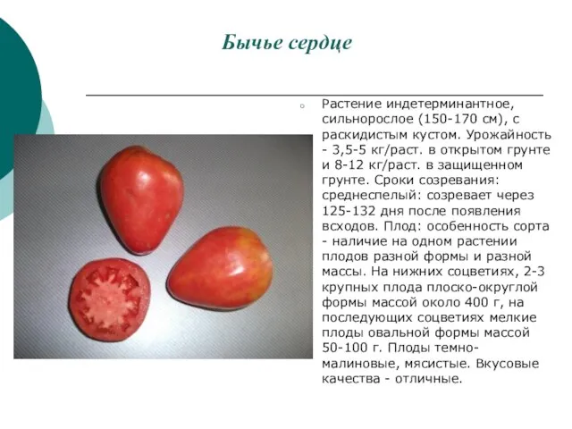 Бычье сердце Растение индетерминантное, сильнорослое (150-170 см), с раскидистым кустом. Урожайность -