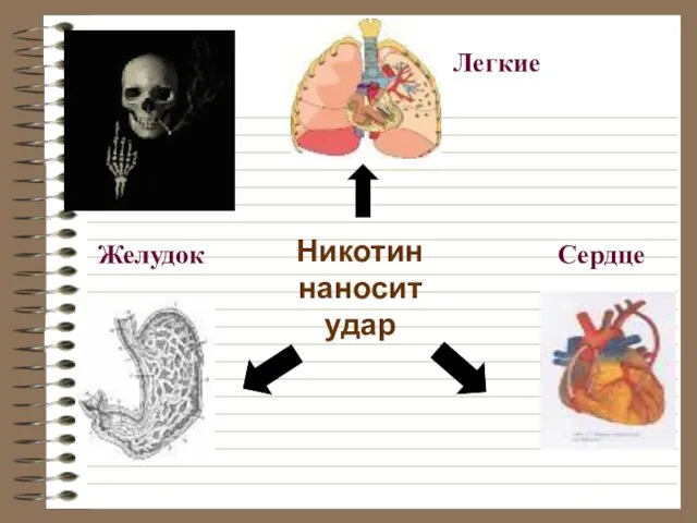 Никотин наносит удар Легкие Желудок Сердце