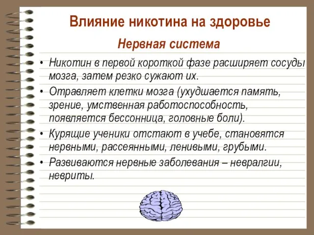 Нервная система Никотин в первой короткой фазе расширяет сосуды мозга, затем резко