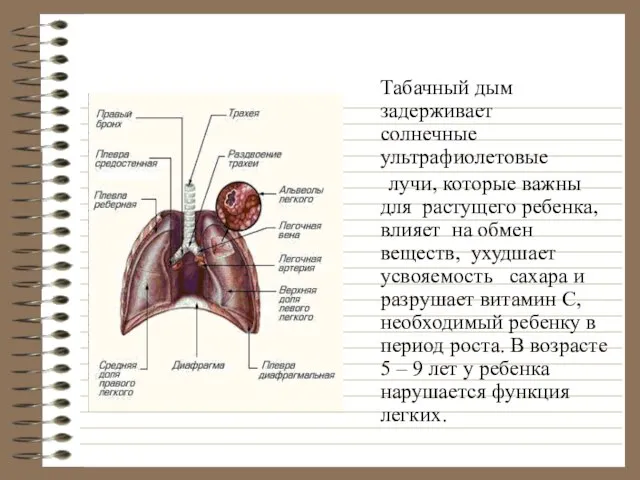 Табачный дым задерживает солнечные ультрафиолетовые лучи, которые важны для растущего ребенка, влияет