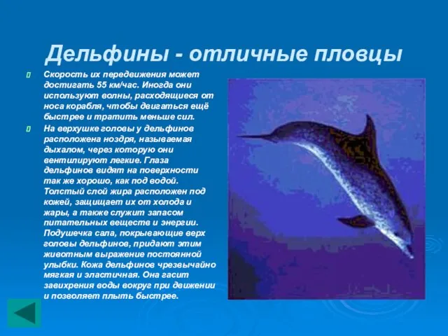 Дельфины - отличные пловцы Скорость их передвижения может достигать 55 км/час. Иногда
