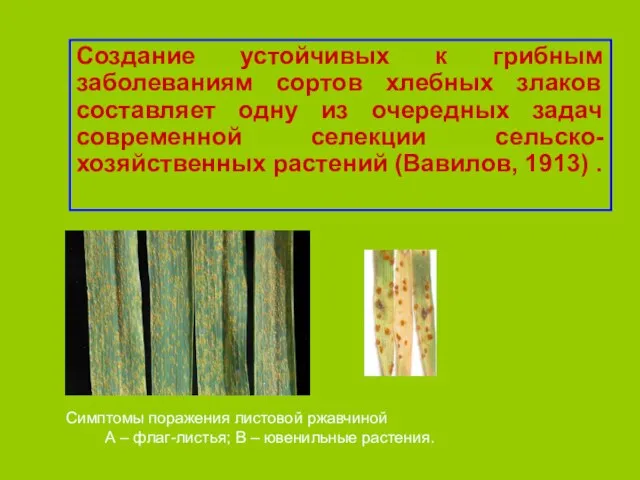 Создание устойчивых к грибным заболеваниям сортов хлебных злаков составляет одну из очередных