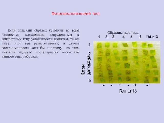 - - + - + - Ген Lr13 Образцы пшеницы 1 2