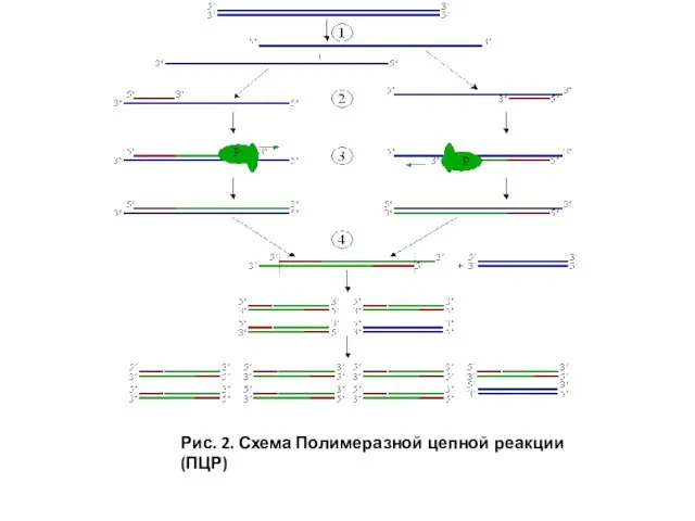 Рис. 2. Схема Полимеразной цепной реакции (ПЦР)