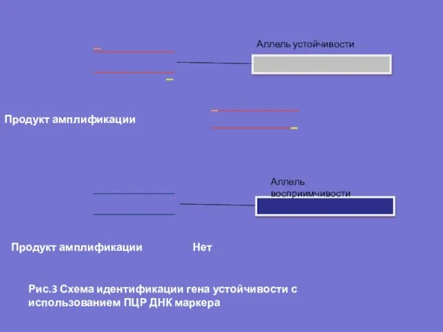 Аллель устойчивости Продукт амплификации Аллель восприимчивости Продукт амплификации Нет Рис.3 Схема идентификации