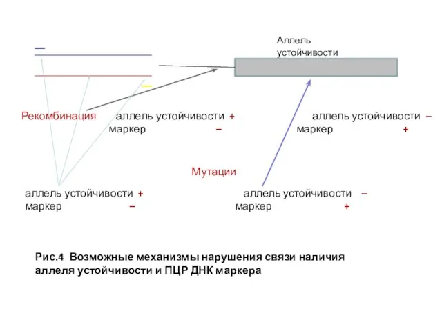 Аллель устойчивости Мутации аллель устойчивости + аллель устойчивости – маркер – маркер