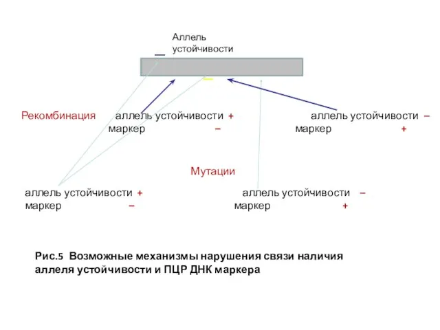 Аллель устойчивости Мутации аллель устойчивости + аллель устойчивости – маркер – маркер