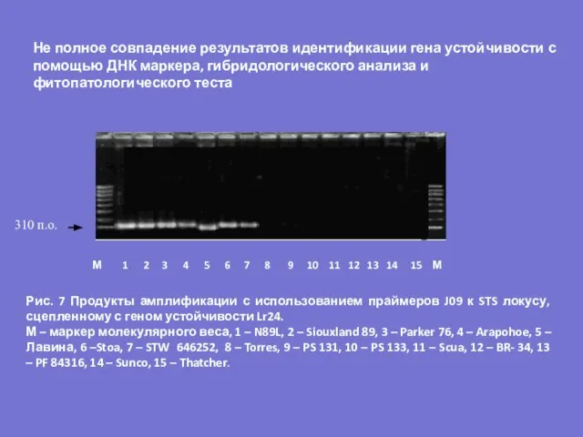 Рис. 7 Продукты амплификации с использованием праймеров J09 к STS локусу, сцепленному