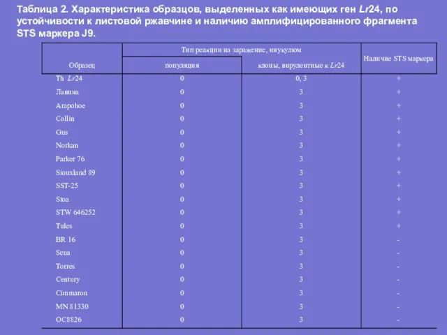 Таблица 2. Характеристика образцов, выделенных как имеющих ген Lr24, по устойчивости к