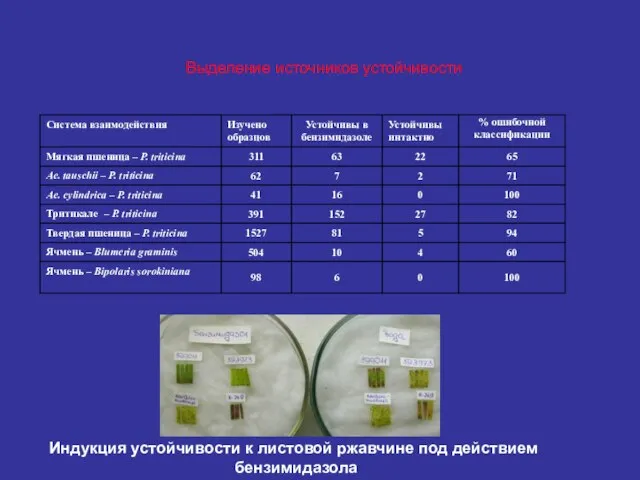 Индукция устойчивости к листовой ржавчине под действием бензимидазола Выделение источников устойчивости